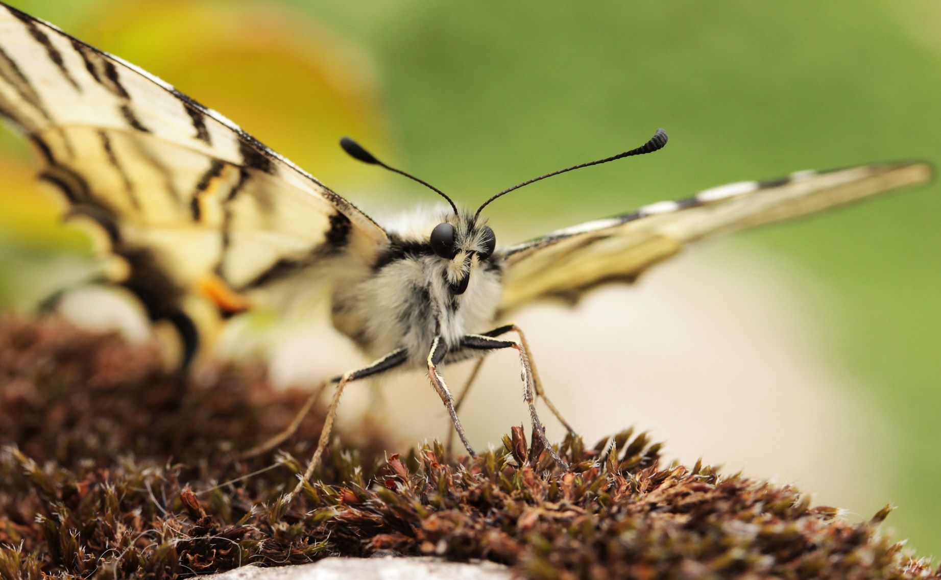 Hogy ismét ilyen legyen